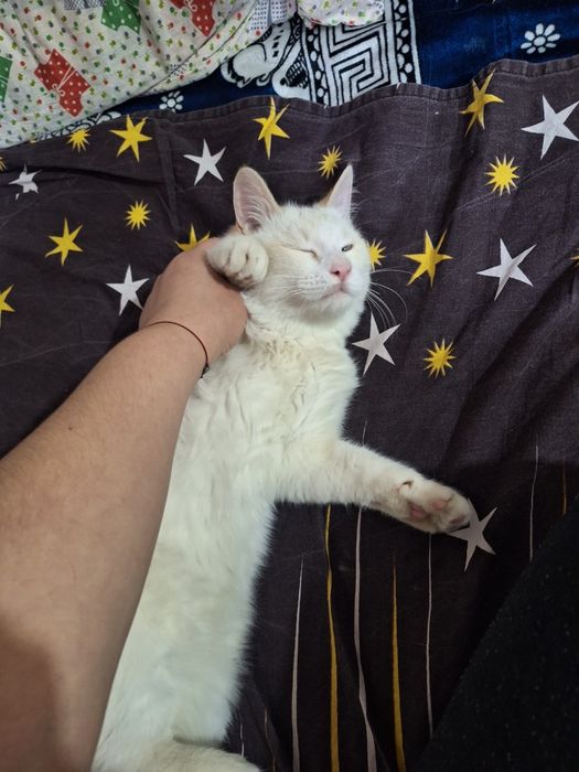 Мальчик сиамский