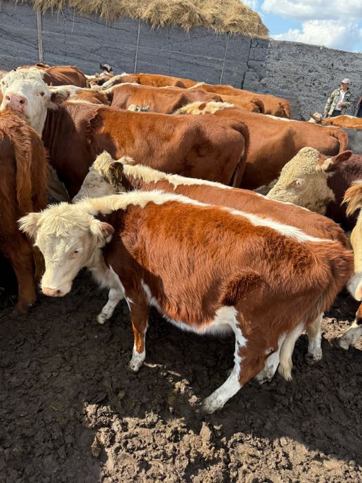 Продаются подсосы телки 100 голов