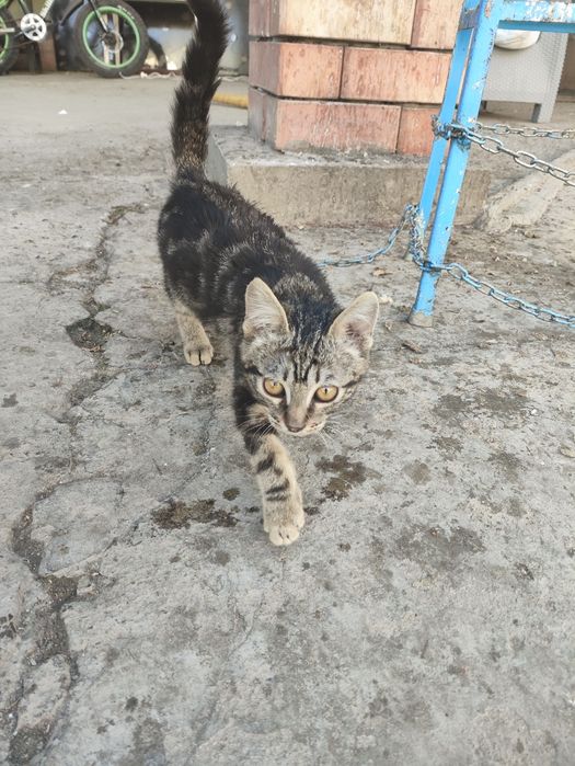 Продается котенок (помесь с бенгалом)