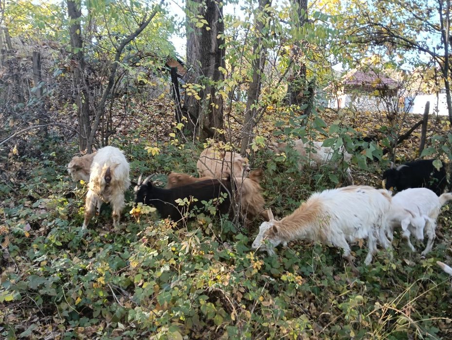 De vânzare capre românești