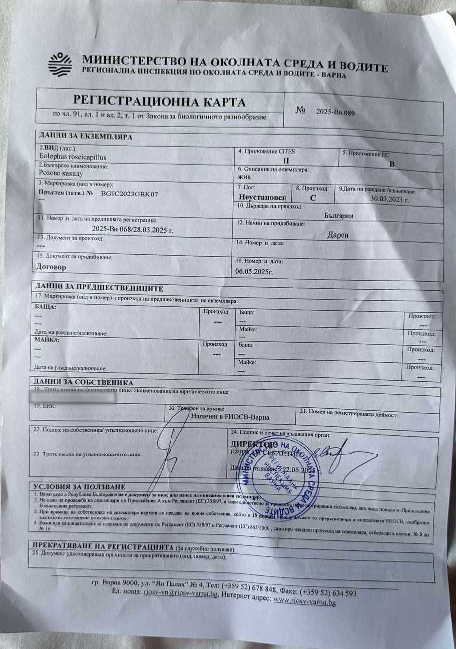 Прекрасно розово какаду на 2 години – дружелюбно!
