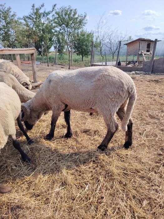 Berbec țigău de vânzare