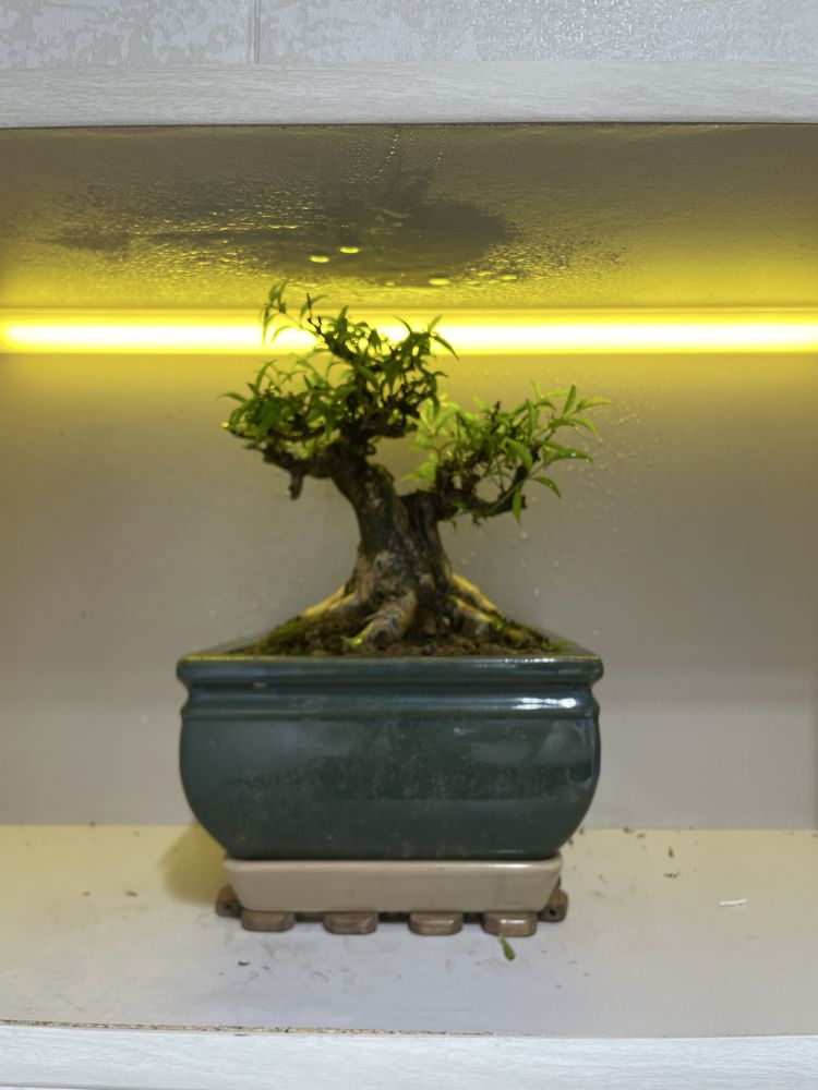 bonsay 40 yoshda