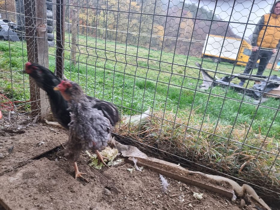 Araucana 2+1 potarnichiu si barat