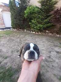 Adopție Boston Terrier