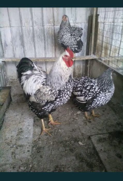 Gaini Wyandotte/Paduane/Cochinchina. Rațe