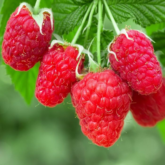 Arbusti fructiferi  smeur rosu (7 soiuri)