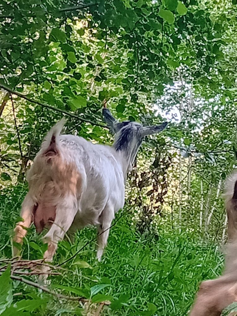 Vand si un armasar Vnd capre bune de lapte  dau și la schimb cu