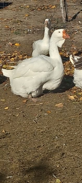 Pereche holmogor de vanzare