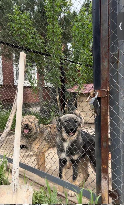 Звонки девочки в хорошие руки