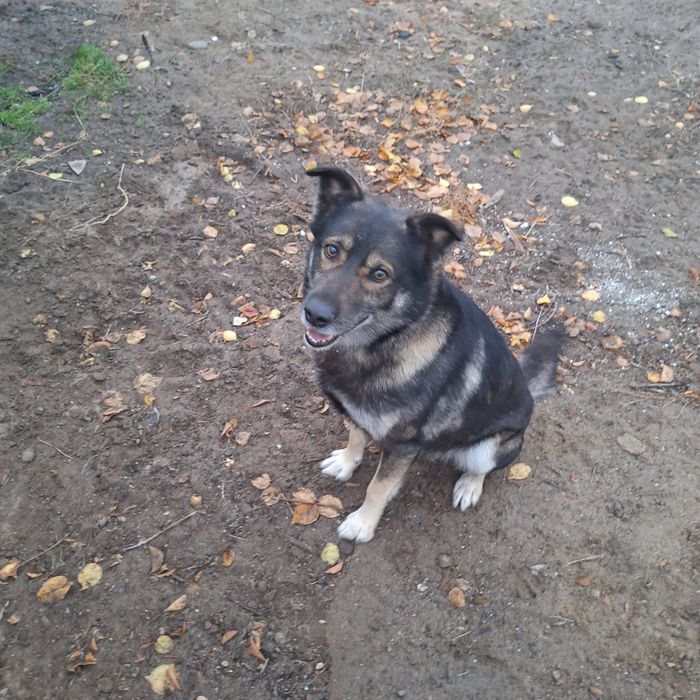 Отдам собаку добрым людям!