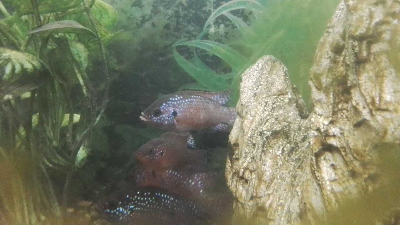 Продаются здоровые, красивые и активные африканки (Jewel Cichlid)
