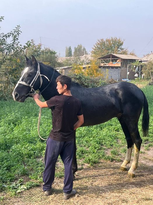 Toy 2 yosh srochni pul kere