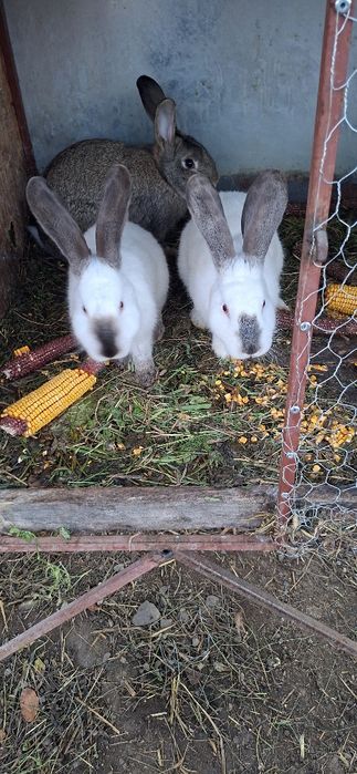 Vând iepuri de rasa