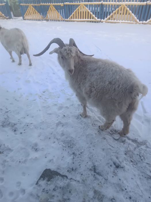 Продам козу , молочной породы, котная окот январь.