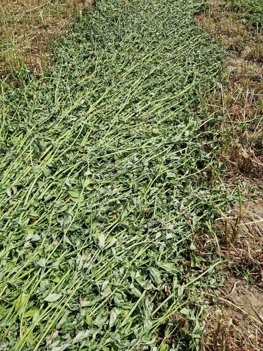 Vand bloti de lucerna, coasa a 5 a  anul 2 si coasa a 4 a anul 12025