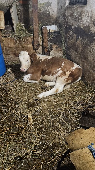 Vând vițea 3 luni Șoimuș