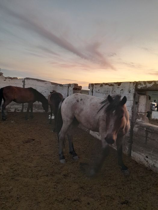 Жылқы  сатылады семіз