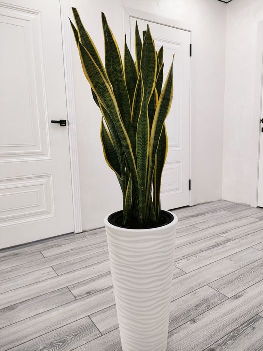 Комнатные растения, доставка