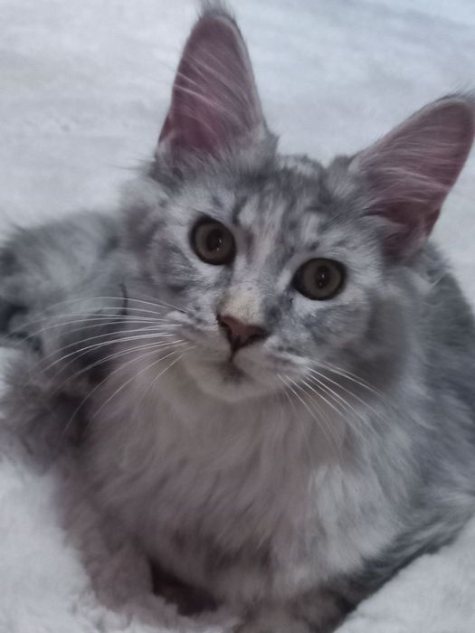 Продается кошка Мейн-кун