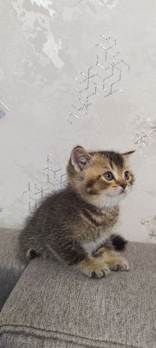 Продаются котята скоттиш страйт