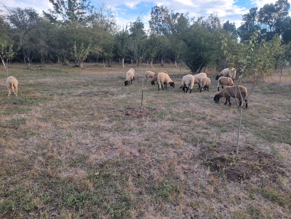 Oi si miele de vânzare