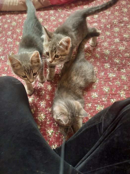 Mushukchala Xadya qilinadi