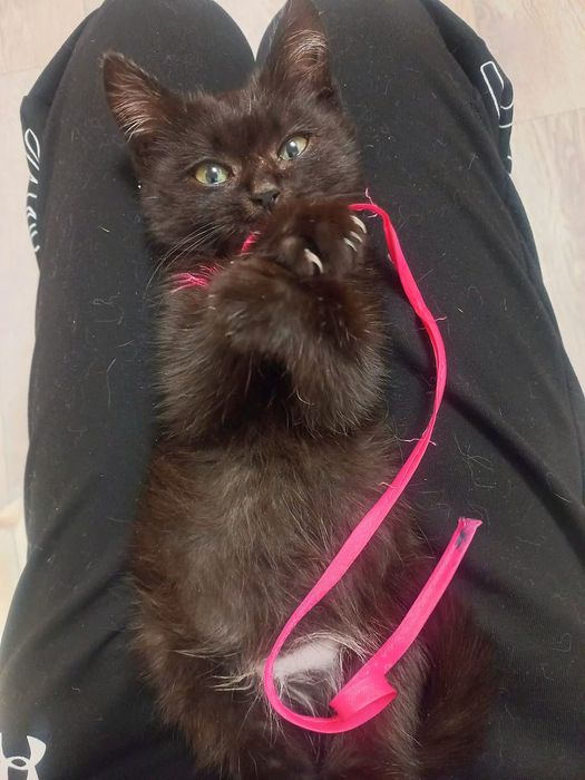 Ласковый котенок ищет любящую семью