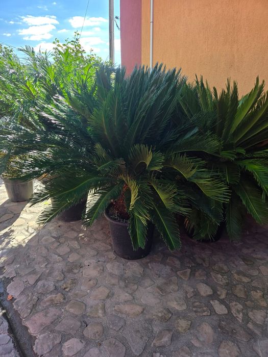 Tuia leylandy .pon pon.mesteacan