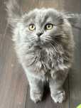 Scottish fold pisicuta