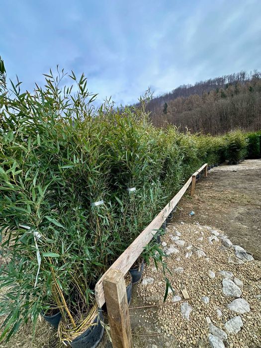 Plante ornamentale rezistente și decorative pentru tine