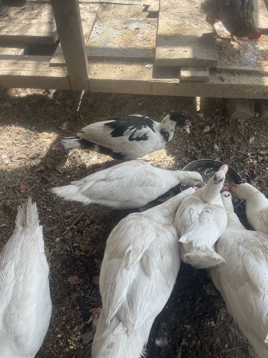 Продам мускусных уток(индоуток)