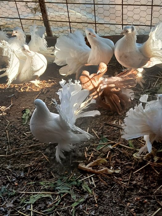 De vânzare sau schimb