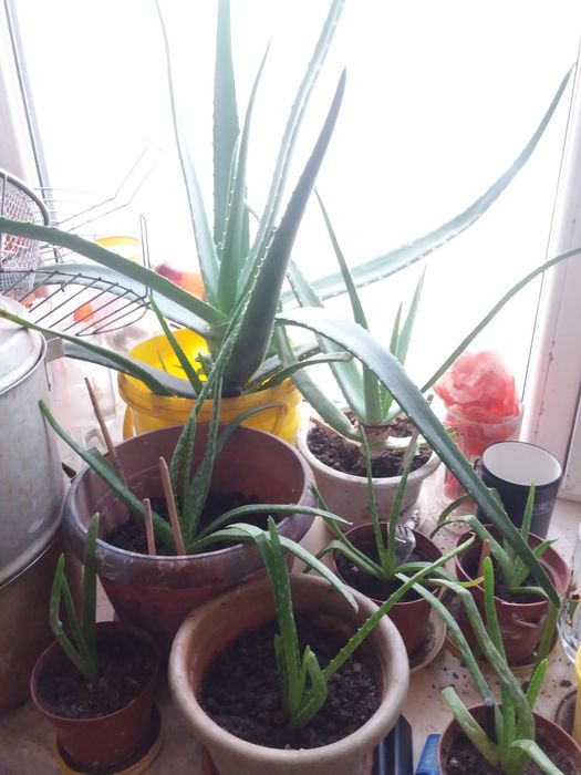 Алоэ Вера лечебный 1 лист 1000 5 лет 5000 есть отростки  2300