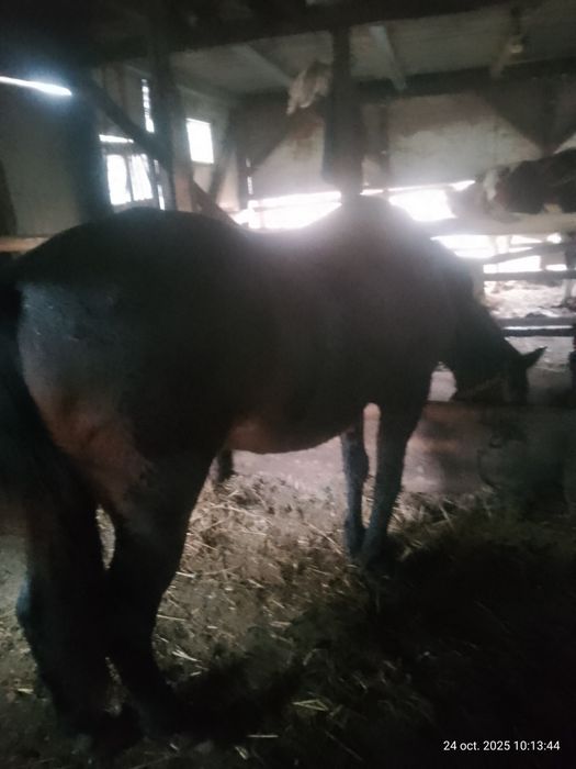 Vând iapă de vânzare foarte cuminte!!