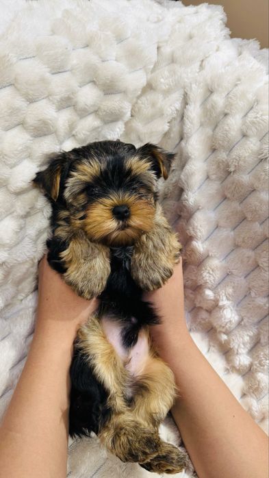 Предлогаются к продаже породистые малыши йоркширский терьер