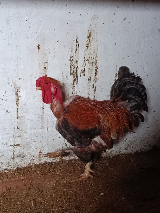 Петухи продам...