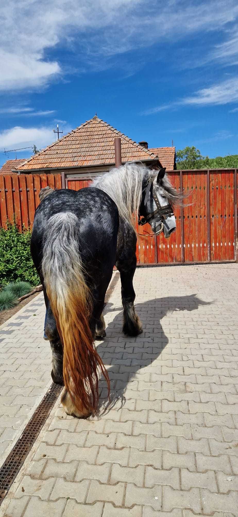 Vand armasar Percheron