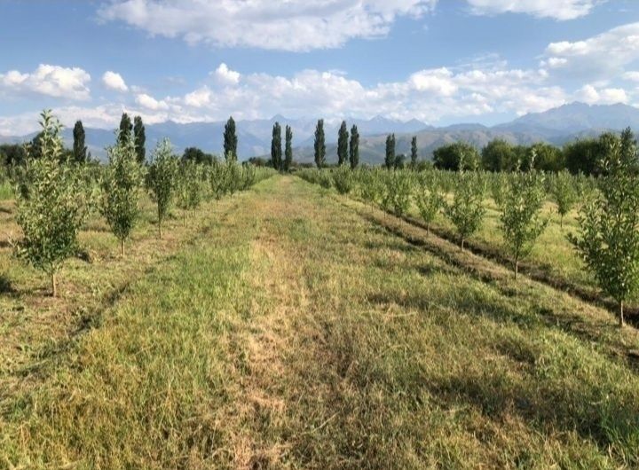 Молодой сад!!! Срочно!!!