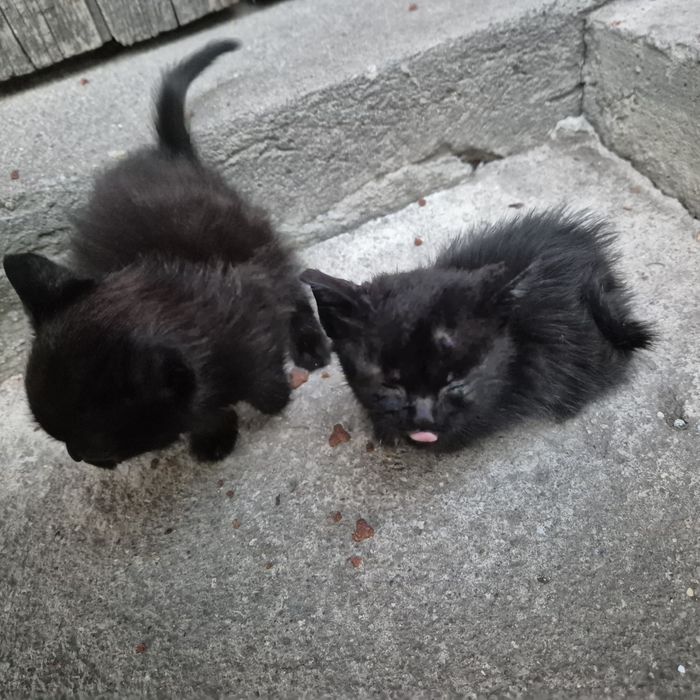 Donez pui de pisică