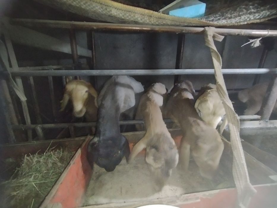 Qirgʻiz qoʻzi qoʻchqorlari!