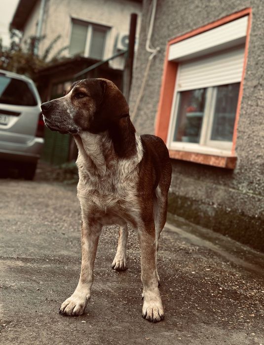 Бездомно кученце си търси дом