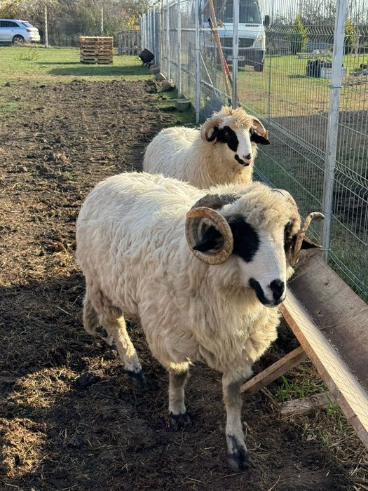 Vând un miel si un mior.