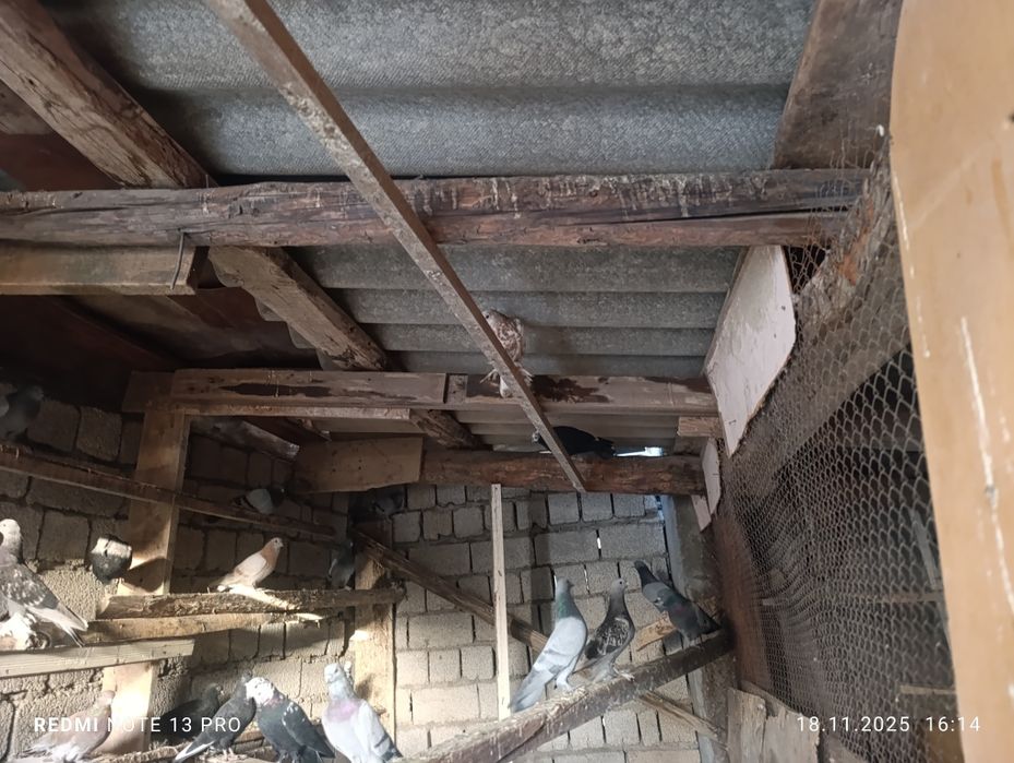 Кабутарлар сотилади