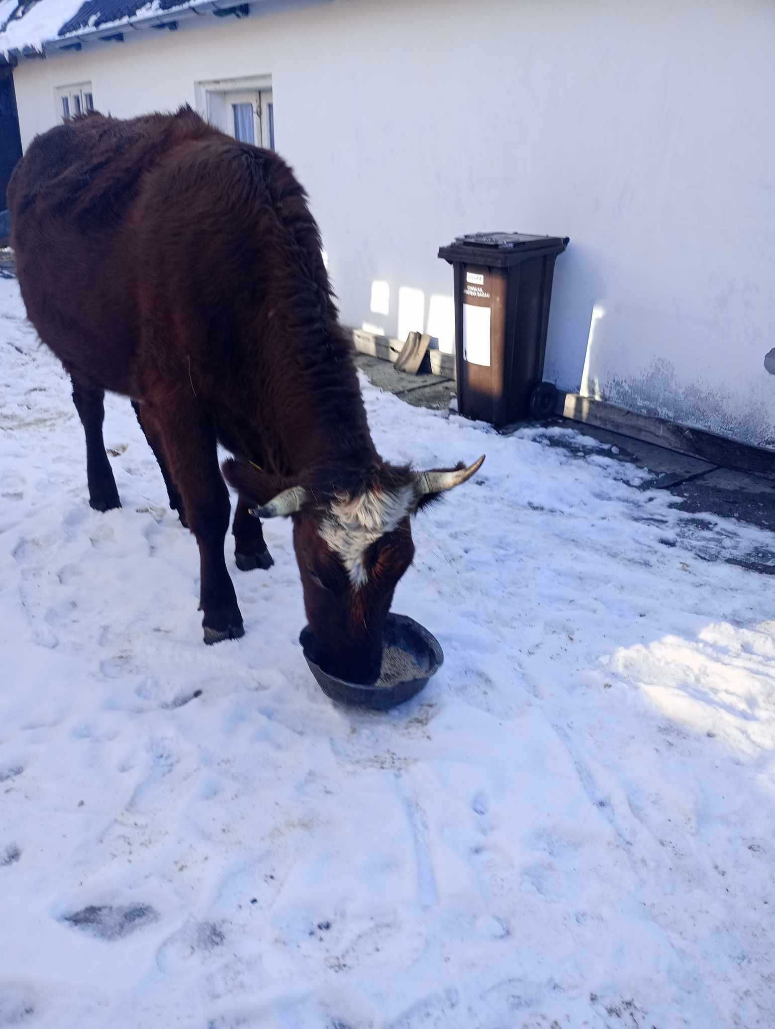 Vand vaca - Baltata Romaneasca plus vitica fatata