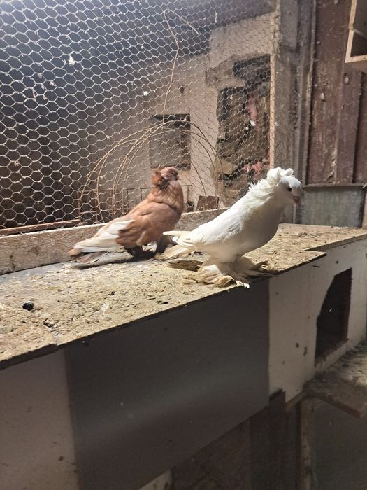 Vând porumbei uriași maghiari