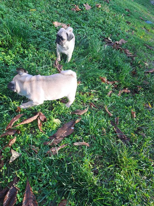 Мопс. Мопс. Мопс