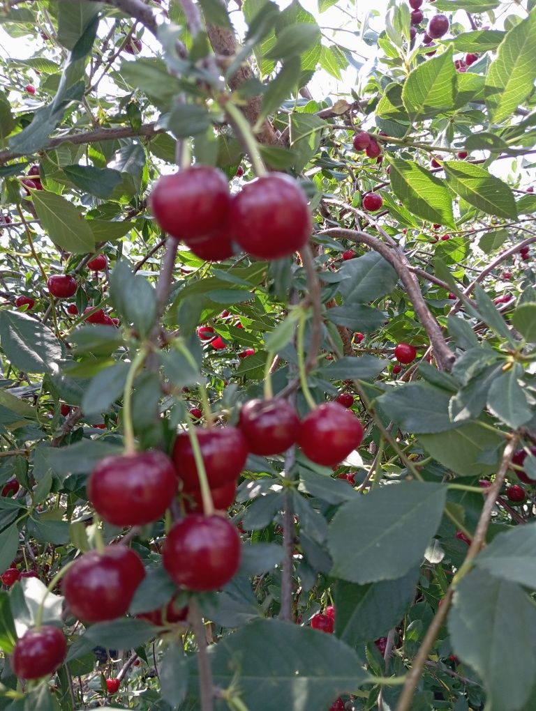 Продам крупную вишню
