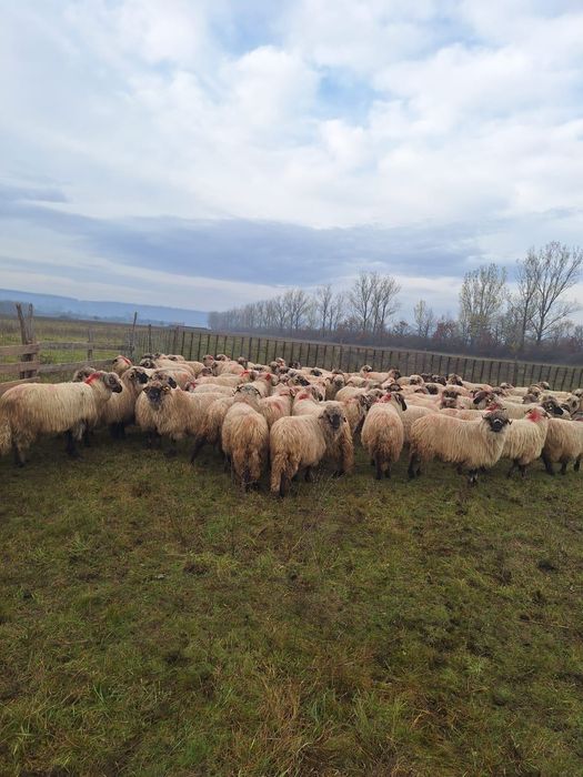 Vând oi bucălăi 100 buc.