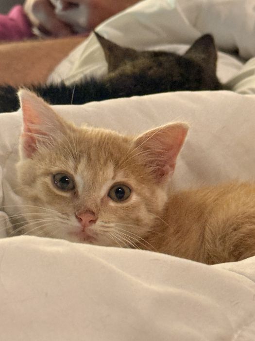Adopta o pisicuta draguta